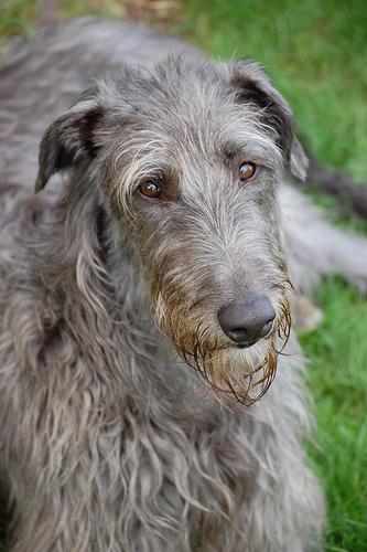 https://images.dog.ceo/breeds/deerhound-scottish/n02092002_1693.jpg