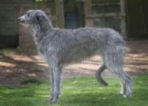 https://images.dog.ceo/breeds/deerhound-scottish/n02092002_1698.jpg