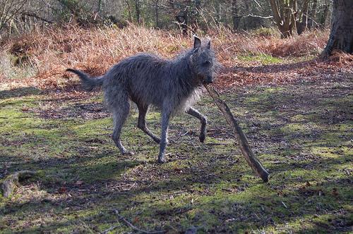 https://images.dog.ceo/breeds/deerhound-scottish/n02092002_1727.jpg