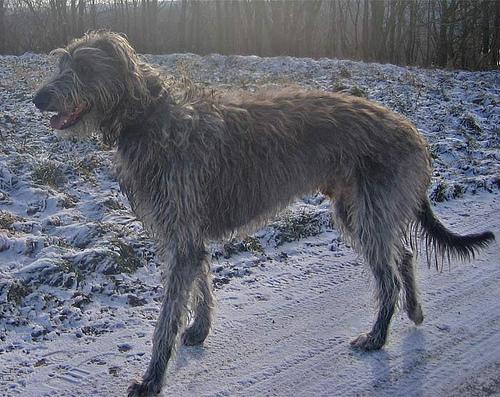 https://images.dog.ceo/breeds/deerhound-scottish/n02092002_1767.jpg