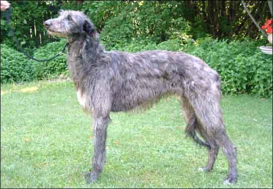 https://images.dog.ceo/breeds/deerhound-scottish/n02092002_1828.jpg