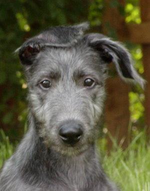 https://images.dog.ceo/breeds/deerhound-scottish/n02092002_2008.jpg