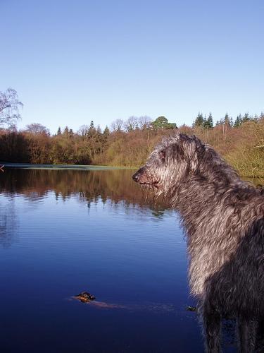 https://images.dog.ceo/breeds/deerhound-scottish/n02092002_2097.jpg