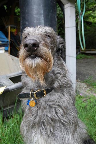 https://images.dog.ceo/breeds/deerhound-scottish/n02092002_2129.jpg