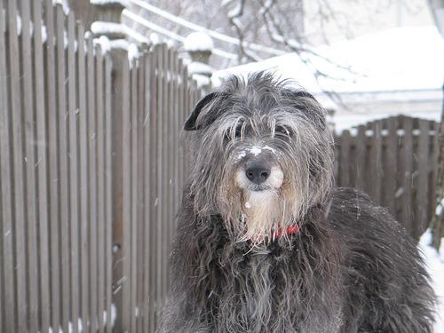 https://images.dog.ceo/breeds/deerhound-scottish/n02092002_2184.jpg