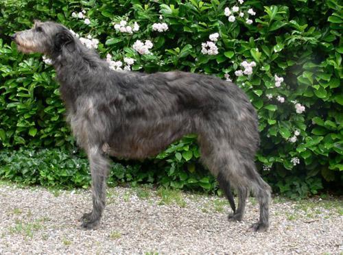 https://images.dog.ceo/breeds/deerhound-scottish/n02092002_2257.jpg