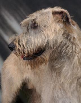 https://images.dog.ceo/breeds/deerhound-scottish/n02092002_2269.jpg