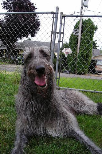 https://images.dog.ceo/breeds/deerhound-scottish/n02092002_228.jpg