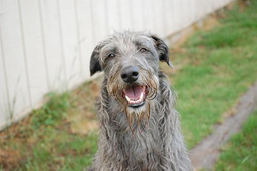 https://images.dog.ceo/breeds/deerhound-scottish/n02092002_2294.jpg