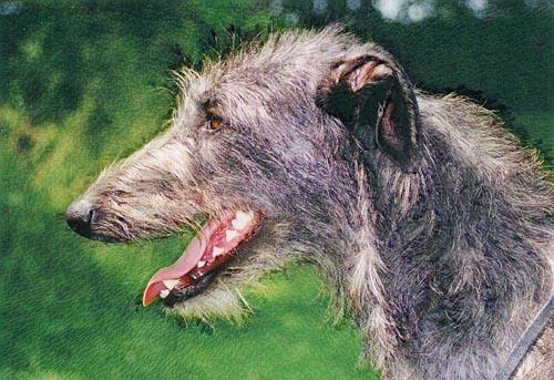 https://images.dog.ceo/breeds/deerhound-scottish/n02092002_2311.jpg