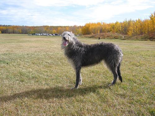 https://images.dog.ceo/breeds/deerhound-scottish/n02092002_2448.jpg