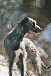 https://images.dog.ceo/breeds/deerhound-scottish/n02092002_2558.jpg