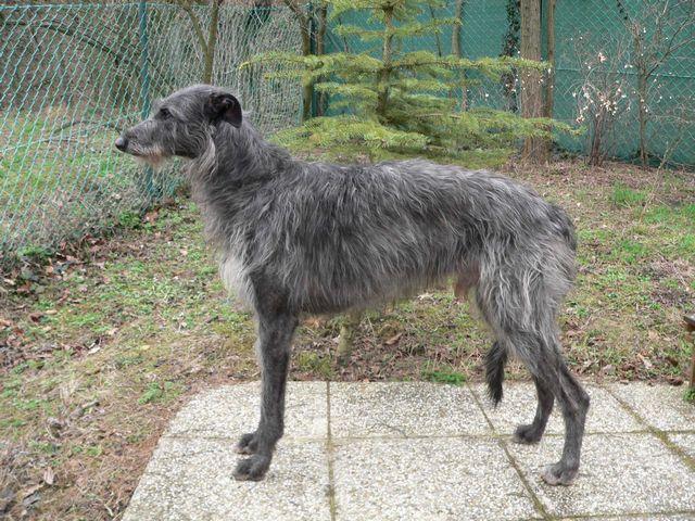 https://images.dog.ceo/breeds/deerhound-scottish/n02092002_2859.jpg