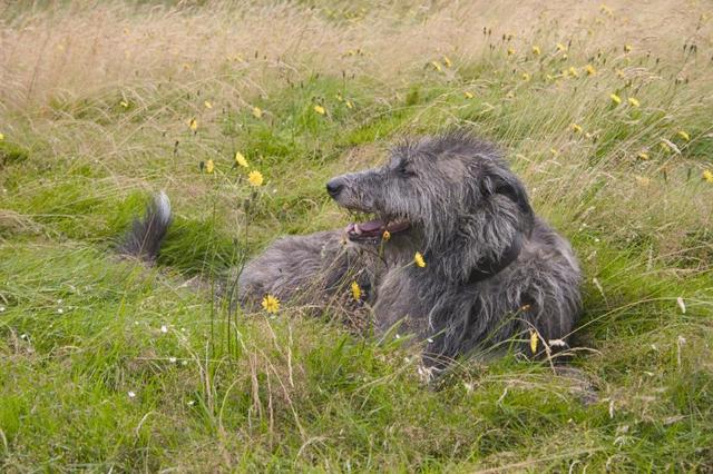 https://images.dog.ceo/breeds/deerhound-scottish/n02092002_293.jpg