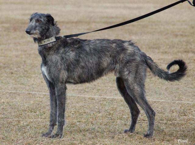 https://images.dog.ceo/breeds/deerhound-scottish/n02092002_296.jpg