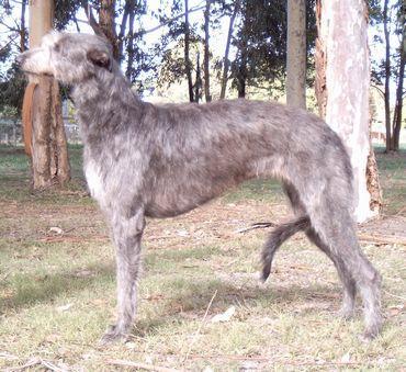 https://images.dog.ceo/breeds/deerhound-scottish/n02092002_2981.jpg