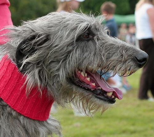 https://images.dog.ceo/breeds/deerhound-scottish/n02092002_3.jpg