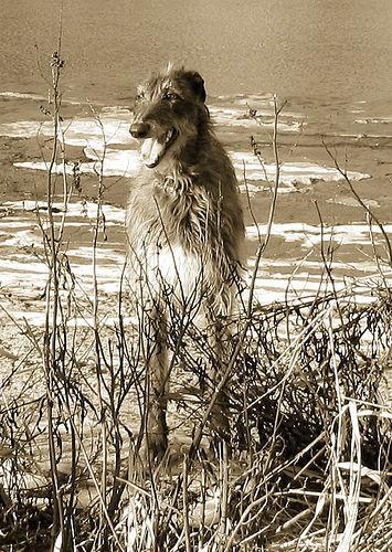 https://images.dog.ceo/breeds/deerhound-scottish/n02092002_305.jpg