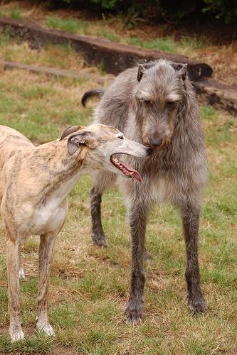 https://images.dog.ceo/breeds/deerhound-scottish/n02092002_3271.jpg