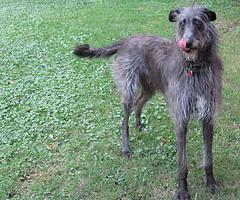 https://images.dog.ceo/breeds/deerhound-scottish/n02092002_3301.jpg