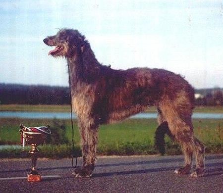 https://images.dog.ceo/breeds/deerhound-scottish/n02092002_3314.jpg