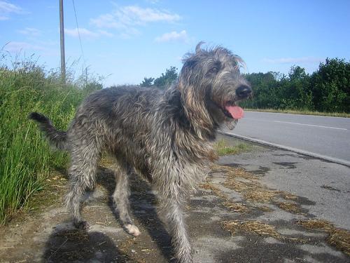 https://images.dog.ceo/breeds/deerhound-scottish/n02092002_3343.jpg