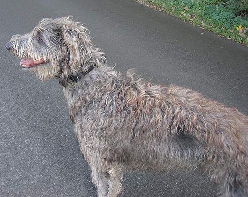 https://images.dog.ceo/breeds/deerhound-scottish/n02092002_3400.jpg