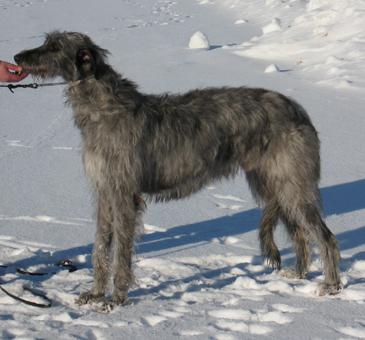 https://images.dog.ceo/breeds/deerhound-scottish/n02092002_348.jpg