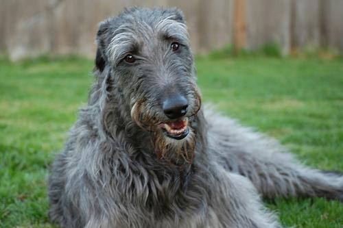 https://images.dog.ceo/breeds/deerhound-scottish/n02092002_3485.jpg