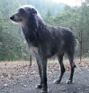 https://images.dog.ceo/breeds/deerhound-scottish/n02092002_3500.jpg