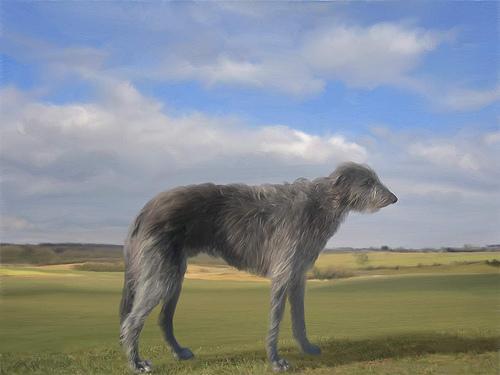 https://images.dog.ceo/breeds/deerhound-scottish/n02092002_3856.jpg