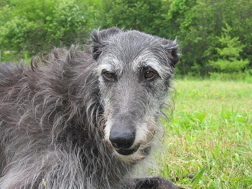 https://images.dog.ceo/breeds/deerhound-scottish/n02092002_3867.jpg