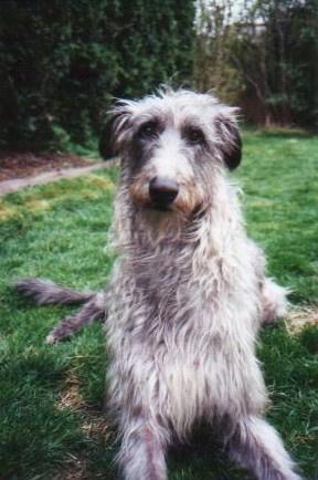 https://images.dog.ceo/breeds/deerhound-scottish/n02092002_3968.jpg