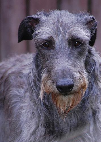 https://images.dog.ceo/breeds/deerhound-scottish/n02092002_4131.jpg