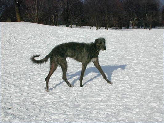 https://images.dog.ceo/breeds/deerhound-scottish/n02092002_4218.jpg