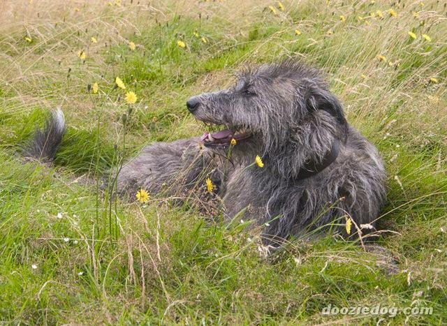 https://images.dog.ceo/breeds/deerhound-scottish/n02092002_4296.jpg