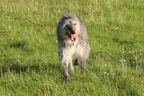 https://images.dog.ceo/breeds/deerhound-scottish/n02092002_4394.jpg