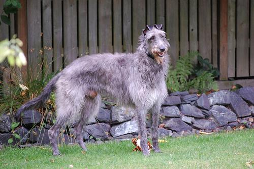 https://images.dog.ceo/breeds/deerhound-scottish/n02092002_4517.jpg