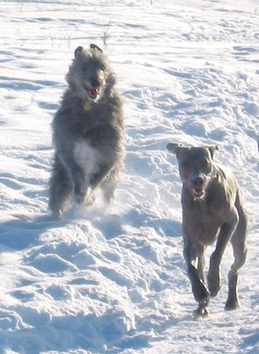 https://images.dog.ceo/breeds/deerhound-scottish/n02092002_4596.jpg