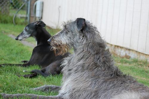 https://images.dog.ceo/breeds/deerhound-scottish/n02092002_4898.jpg