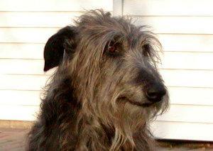 https://images.dog.ceo/breeds/deerhound-scottish/n02092002_4921.jpg