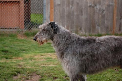 https://images.dog.ceo/breeds/deerhound-scottish/n02092002_5152.jpg