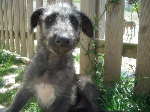 https://images.dog.ceo/breeds/deerhound-scottish/n02092002_5222.jpg