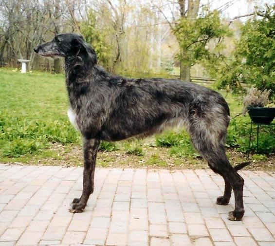 https://images.dog.ceo/breeds/deerhound-scottish/n02092002_525.jpg