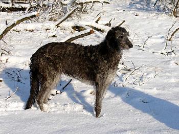 https://images.dog.ceo/breeds/deerhound-scottish/n02092002_5335.jpg