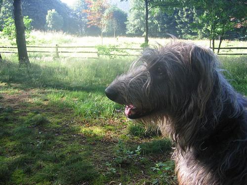 https://images.dog.ceo/breeds/deerhound-scottish/n02092002_5377.jpg