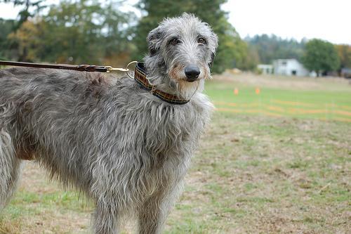 https://images.dog.ceo/breeds/deerhound-scottish/n02092002_5462.jpg