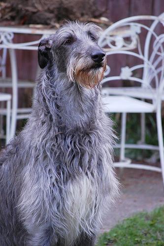 https://images.dog.ceo/breeds/deerhound-scottish/n02092002_5504.jpg