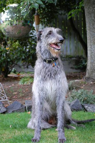 https://images.dog.ceo/breeds/deerhound-scottish/n02092002_5652.jpg