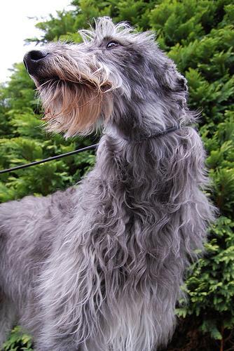 https://images.dog.ceo/breeds/deerhound-scottish/n02092002_5664.jpg